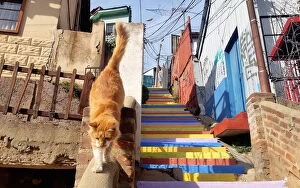 Images Dated 17th July 2015: Cat and colorful stairs