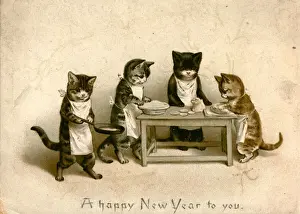 Colour Format Prints: Cat Cooks
