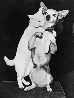 Cat and Dog Together