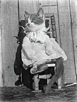 Dressed Prints: Cat in Dress