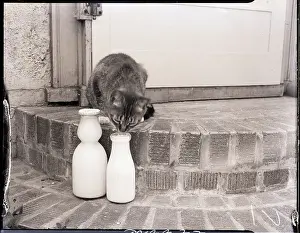 Milk Prints: Cat Drinking from Milk Delivery Bottle