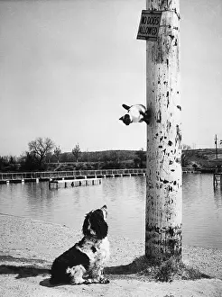 Cat Escaping Dog Up Pole on Beach
