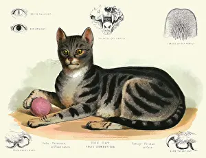 Medical Prints: The cat - Felis domesticus