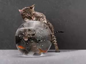 Glass Material Gallery: Cat Fishing