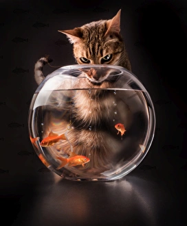 Swimming Gallery: Cat fishing