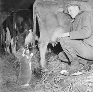 Hillside Prints: Cat Getting Sprayed With Milk