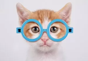 Images Dated 12th May 2012: Cat in glasses