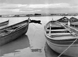 Istanbul Prints: Cat Jumping Betwn Fishing Boats