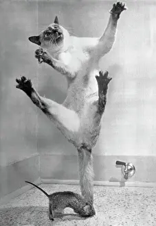 Cat Jumping Over Mouse