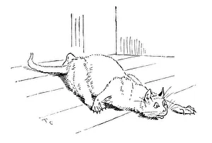 Images Dated 16th April 2013: Cat that Killed the Rat