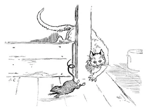 Images Dated 16th April 2013: Cat that Killed the Rat