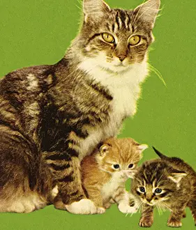 Kitty Prints: Cat and Two Kittens