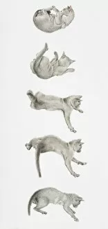 Vertical Image Gallery: Cat landing on its feet