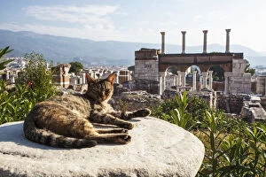 A cat lays in the sun on a rock at the ruins of Saint Johns Basilica and the tomb of Saint John