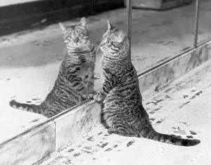 Cat Looking at Herself in Mirror