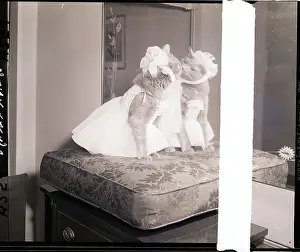 Ribbon Prints: Cat Model Wearing a Gown