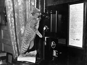 Images Dated 11th November 2016: Cat Operator