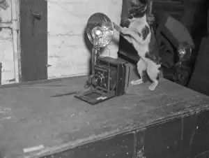 Photographing Prints: Cat photographing with camera