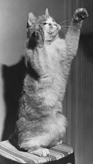 Images Dated 10th October 2006: Cat with raised paws (B&W)