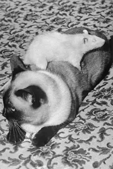 Anaheim Prints: Cat and Rat Lying Together