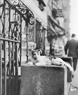 Cat Sitting Atop City Stoop