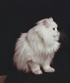 Whisker Prints: Cat sitting on black background, close-up