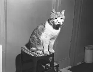 Cat sitting on stool, (B&W)