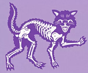 Images Dated 31st August 2017: Cat Skeleton