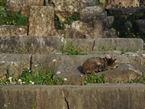 Images Dated 5th March 2017: Cat Sleeping On Ancient Greek Ruins