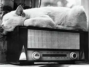Kitten Prints: Cat Sleeping on a Radio