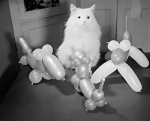 Balloon Prints: Cat Standing Among Balloon Animals