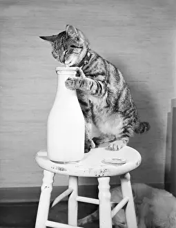 Port Washington Prints: Cat Standing on Stool with Milk Bottle
