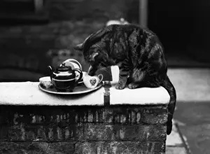 Tea Hot Drink Prints: Cat Steals Milk