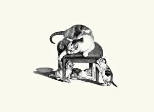 Kittens Prints: Cat on Stool