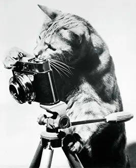 Tripod Prints: Cat Taking a Picture