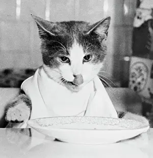 Cat Waiting to Eat