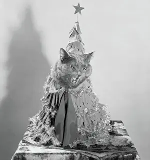 Cat Wearing a Christmas Tree Costume