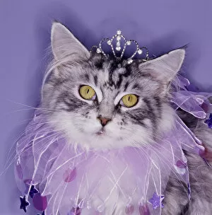 Images Dated 23rd April 2004: Cat wearing tiara and tutu