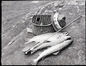 Catch of Trout