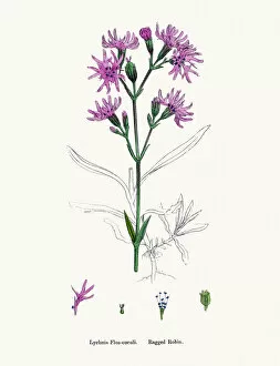 English Botany, or Coloured figures of British Plants Collection: Catchfly Campion flower