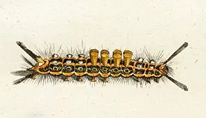 Images Dated 7th August 2015: caterpillar, a 18th century scientific illustration