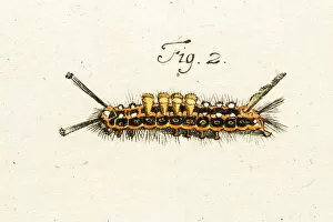 Images Dated 7th August 2015: caterpillar, a 18th century scientific illustration
