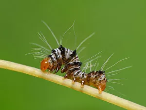 Insects On Earth Gallery: Caterpillar
