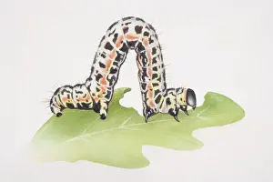 Lepidoptera Prints: Caterpillar crawling on green leaf with contracted body raised up, side view