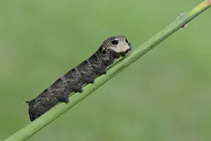 Images Dated 18th August 2014: Caterpillar, Elephant Hawk-moth -Deilephila elpenor-, Emsland, Lower Saxony, Germany