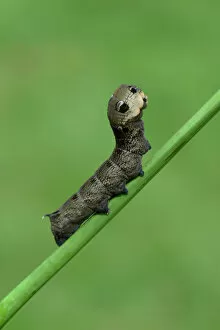 Insect Gallery: Caterpillar, Elephant Hawk-moth -Deilephila elpenor-, Emsland, Lower Saxony, Germany