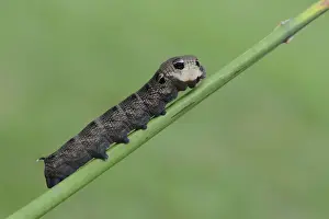 Hawk Moth Prints: Caterpillar, Elephant Hawk-moth -Deilephila elpenor-, Emsland, Lower Saxony, Germany