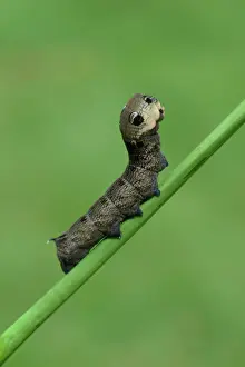 Hawk Moth Prints: Caterpillar, Elephant Hawk-moth -Deilephila elpenor-, Emsland, Lower Saxony, Germany