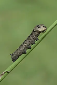 Hawk Moth Prints: Caterpillar, Elephant Hawk-moth -Deilephila elpenor-, Emsland, Lower Saxony, Germany
