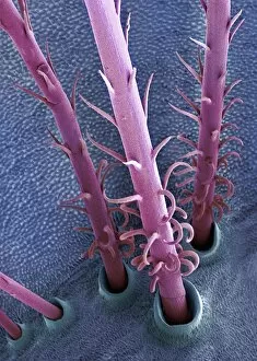 Images Dated 30th October 2010: Caterpillar hairs, SEM
